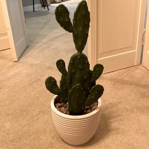 Cactus Plant